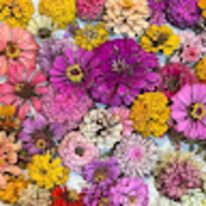 Meet your Posher, Behrens